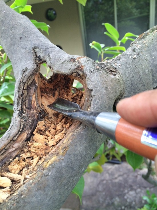 樹木の腐った部分を削る